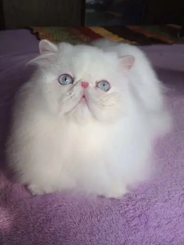 关于双蓝眼白色波斯猫