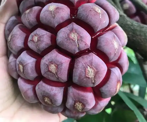 水果恶魔果实新鲜热带大血藤果罕见稀有当季稀奇尝鲜_果蔬_果蔬_广东