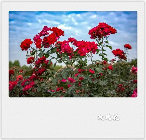 风雨彩虹铿锵玫瑰(首发)