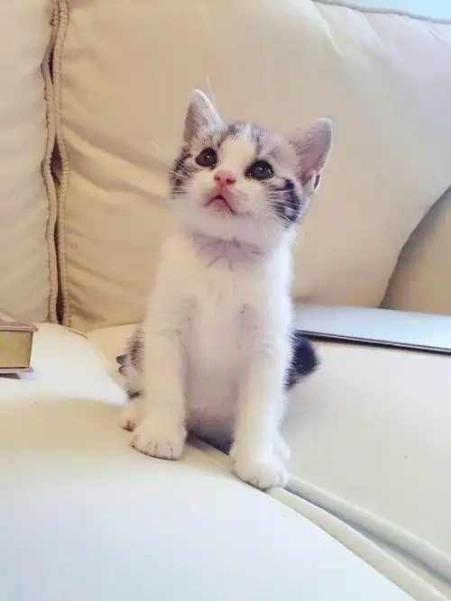 英短美短小奶猫找家
