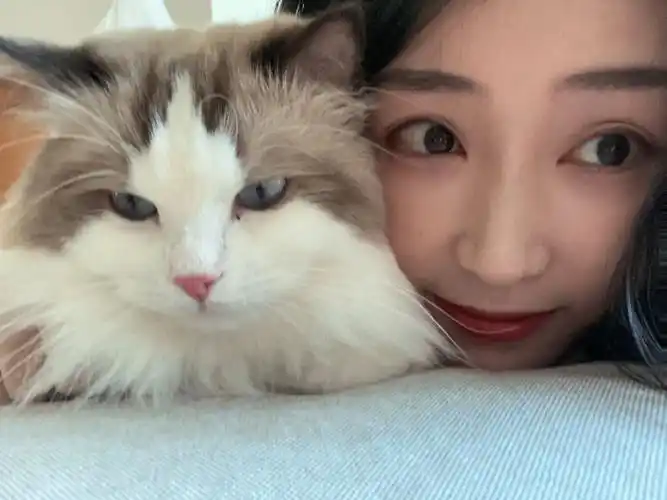 一种很新的猫咪合照