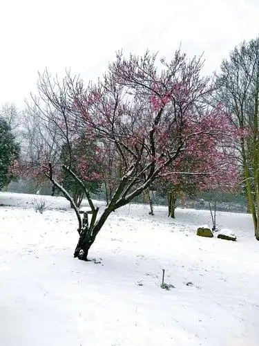 人间仙境……横排头雪景