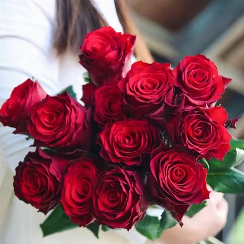 a级罗德斯红玫瑰鲜花云南昆明斗南市场基地直批直发家用圣诞水养