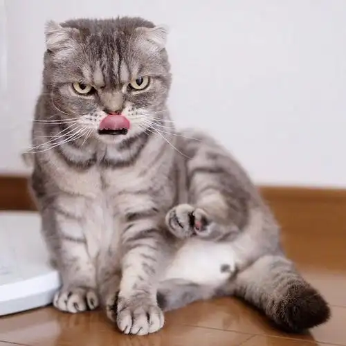 这只猫霸气不屑的表情,很社会猫