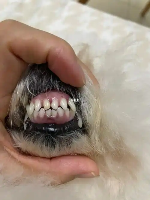 首先我要说明,任何口腔护理方式都不如每天刷牙好~但不是每只狗狗都