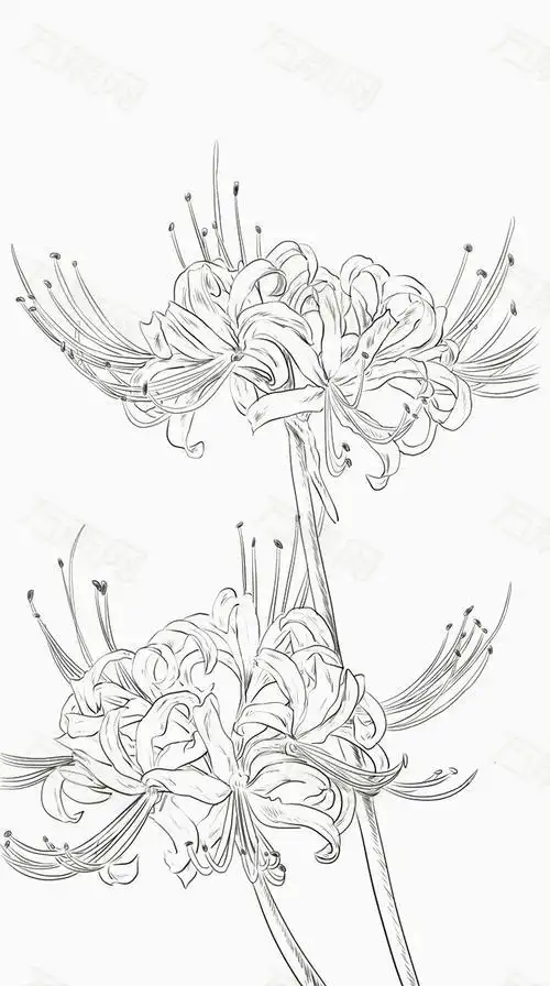 曼珠沙华手绘古风简笔画 简笔画图片大全-蒲城教育文学网