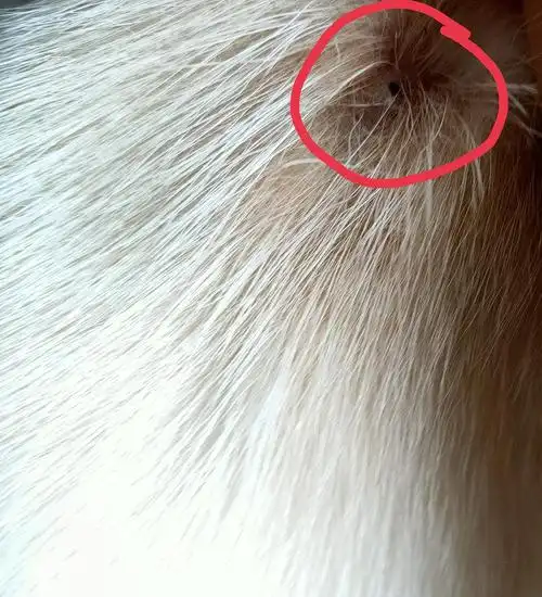 【讨论】请问狗狗身上起了一个包是怎么回事啊