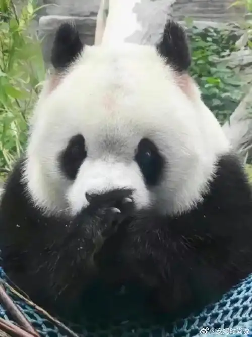 大熊猫胖大海##动物园