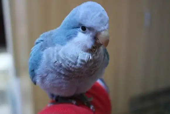 和尚鹦鹉,看起来胖胖的非常可爱,属于中型鸟,和尚性格