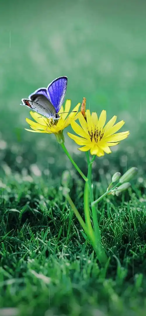 护眼屏保手机壁纸绿色(护眼壁纸手机高清绿色)