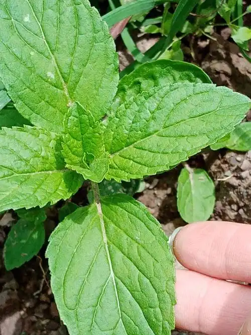 土薄荷与留兰香薄荷的区别辨认