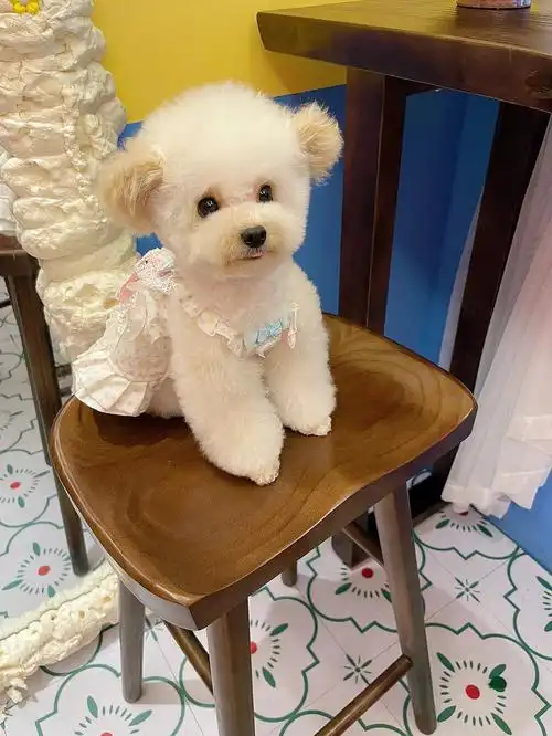 茶杯奶油泰迪winnie的小小试衣间