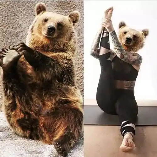 脑洞大开模仿动物练瑜伽 | 搞笑集