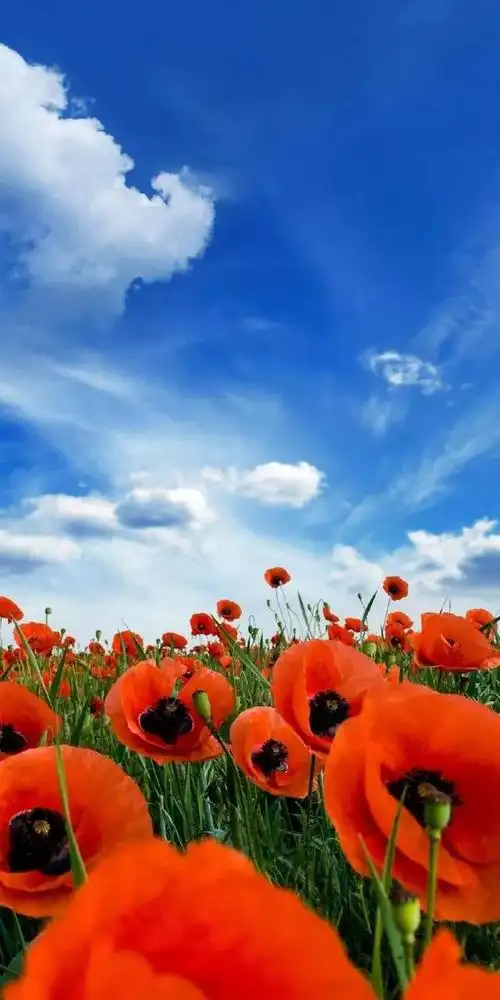 高清壁纸植物花卉治愈养眼小清新唯美