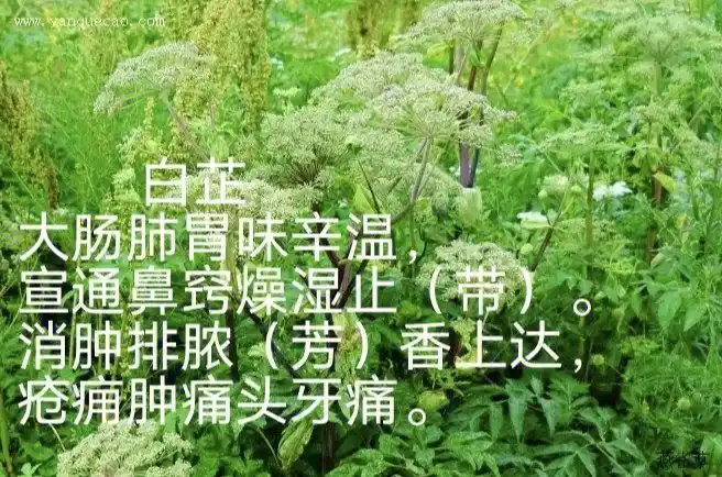 bai zhi ]中药材别名:祁白芷,禹白芷,走马芹,会白芷,香大活主要功效