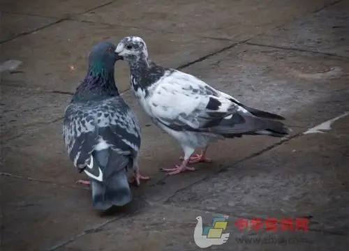 千万不要到处胡乱引种 杂交鸽的玩法也让我不输名家!