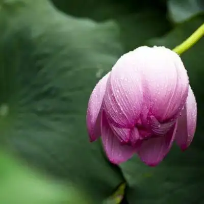 很精致的魅力全新浪漫花朵头像气质高级精致的玫瑰鲜花头像