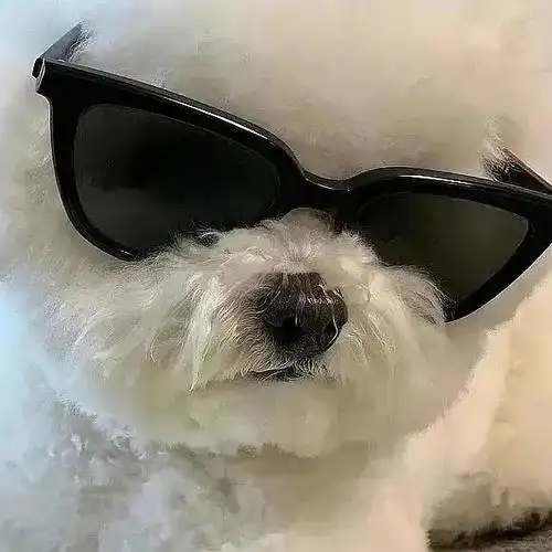 摘下墨镜后变身 可爱小狗