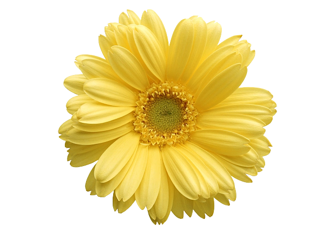 花朵png素材透明素材图鲜花png免抠图素材