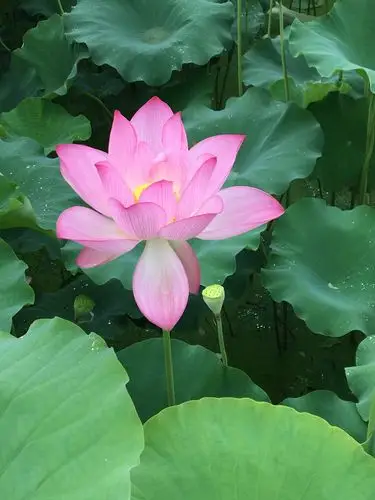 佛前一朵莲,美丽的荷花园赏花赏景