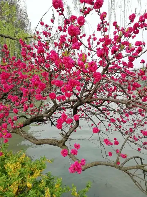 江南游记……烟花三月下扬州 - 美篇