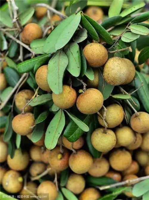 龙眼菩提树果实图片