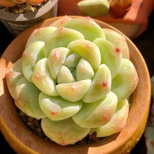 多肉麦秆女王冰魄