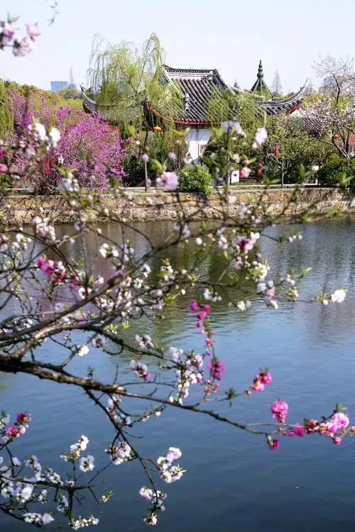 江南桃花《醉美蠡园》