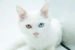 纯白异瞳波斯猫