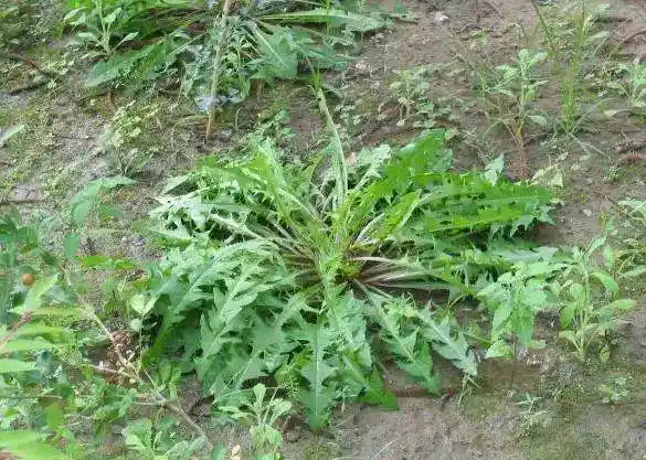 蒲公英长什么样子图片长420厘米宽15厘米先