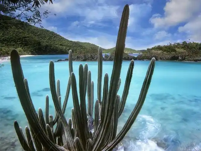 仙人掌在海湾的岸边