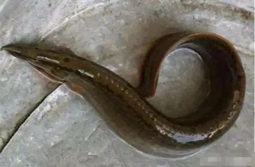 【趣事杂谈】自然界中的"贪吃鱼" 以前不想钓 现在想钓却钓不到了