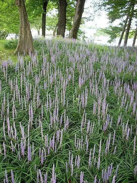 这个植物是薰衣草吗?