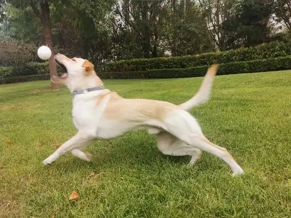 【讨论】大家的狗狗是天然会玩捡球游戏的吗?