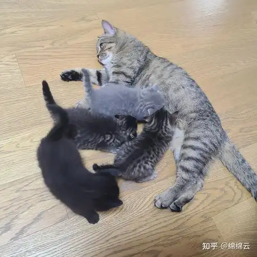 英短蓝猫和狸花猫配种会生出什么样的猫啊?求上图! - 知乎