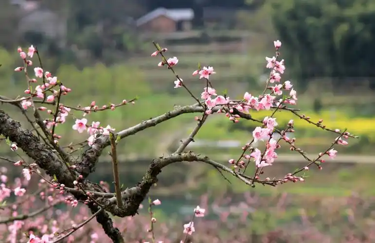 天宫蟠桃园 如今落九溪