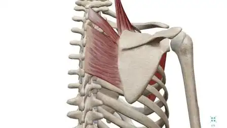 功能解剖|大小菱形肌