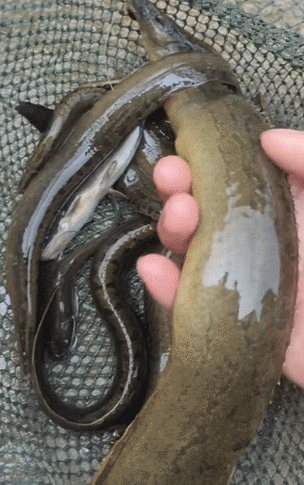 贵州樟江刀鳅鱼"大爆发",有人3小时钓起十几条,大的一斤多