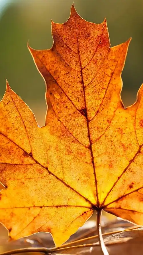 秋天的枫叶特写 750x1334 iphone 8/7/6/6s 壁纸,图片,背景,照片