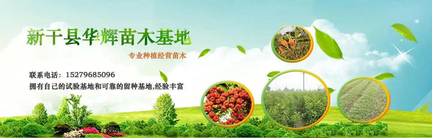 新干县华辉苗木基地