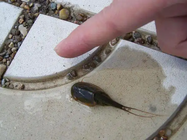 水稻田中如一种小型海鲎的生物叫什么