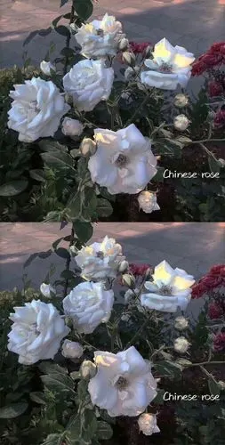 ins日系复古风壁纸,干净优质神仙背景图