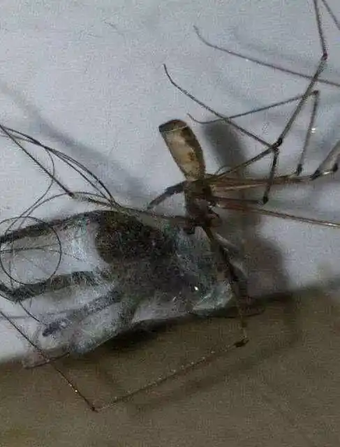 17张照片证明蜘蛛才是最恐怖的生物,慎入!(内含世界上最毒的5种)