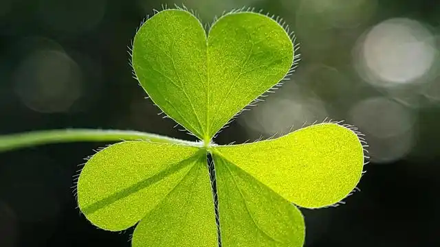 图集:分享一组高清幸运草壁纸,希望大家好运常伴!