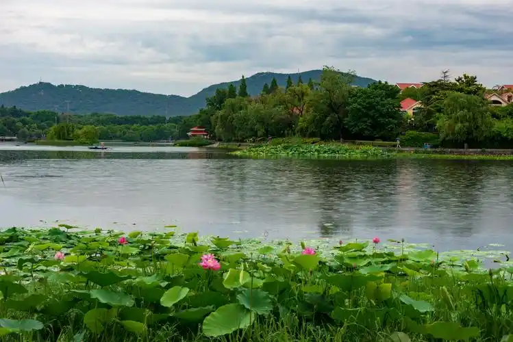 南京月牙湖荷花2020年夏