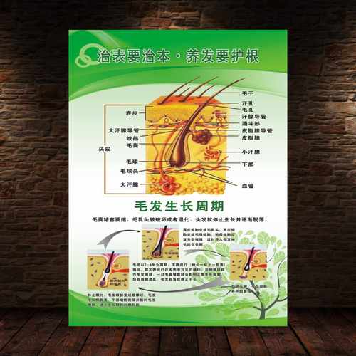 养生毛囊结构图头皮结构头疗贴画美容广告宣传理发店装饰画