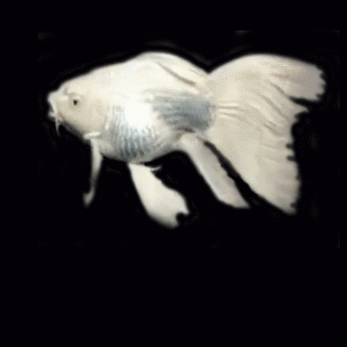 漂亮的金鱼gif表情