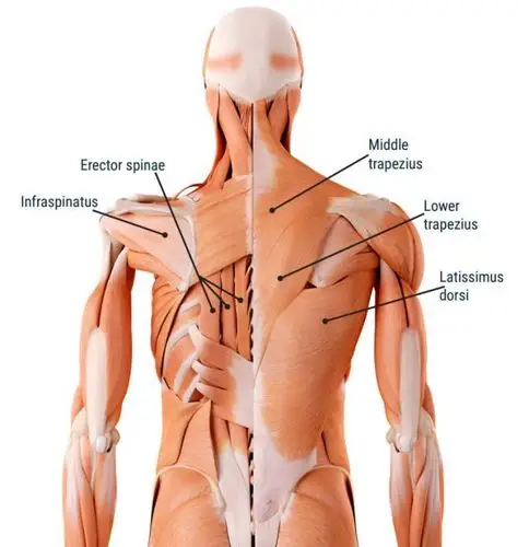 ace资助研究: 最好的背部训练动作是什么?_肌肉