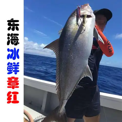 东海野生海鲜深海海鱼新鲜冰鲜章红鱼红甘鱼刺斑鱼