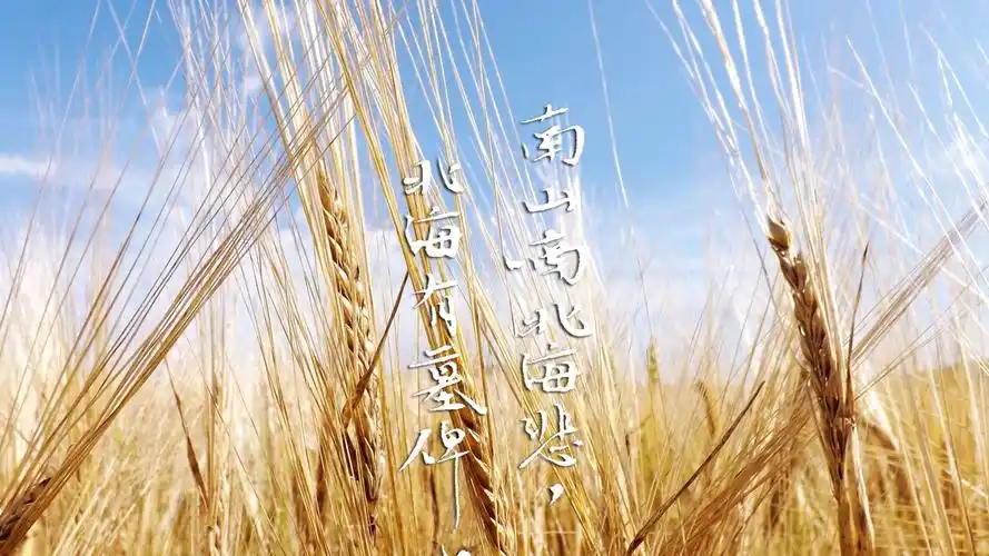 文字 歌词 南山南 文字控壁纸【4】